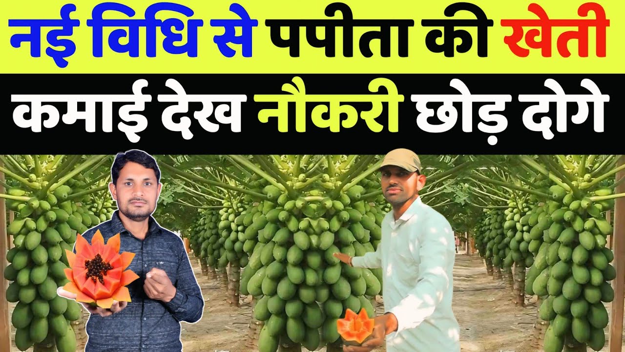 9 माह में 8 लाख कमाई पपीता की खेती से | papita ki kheti kaise karen | papaya farming profit per acre