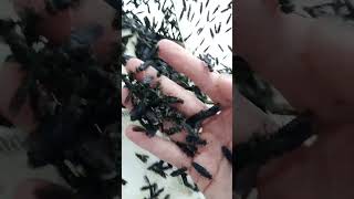 Cuddling my Pet Flies