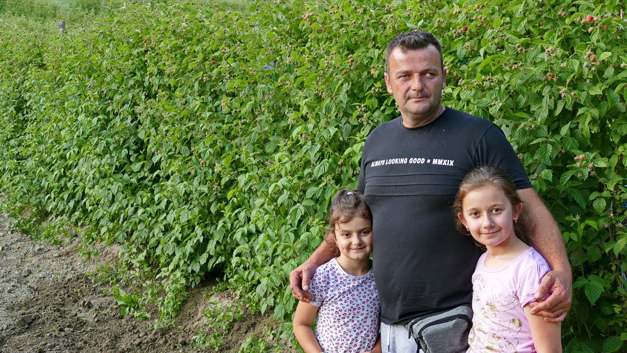 Mujo bi ove sezone od 5 duluma malina mogao zaraditi 60 000 maraka, cijena otkupa najveća do sada