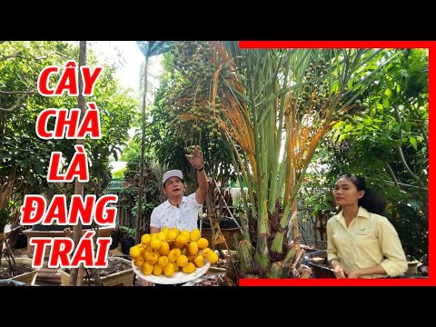 Video Cây Chà Là Trung Đông ra trái sai trĩu, quả ăn ngon,... - youtube