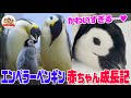 【もふもふ】エンペラーペンギンの赤ちゃんを大事に育てた貴重映像!よちよち歩きにウトウトお昼寝!寝姿はまるで「おにぎり」で可愛すぎる...【どうぶつ奇想天外/WAKUWAKU】