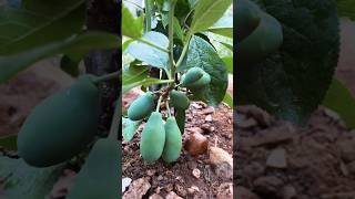 اسهل طريقة لزراعة البرقوق / The اسرار الزراعة / easiest way to grow plum