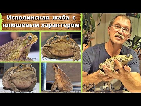 Исполинская жаба с плюшевым характером. Suriname Giant Marine Toad.