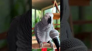 Meet Einstein the Talking Parrot at a U.S. Zoo 🦜😲 | African Grey Genius