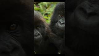 ##fyp#keşfet#maymunlar#sorts ##fyp #gorilla #zookeeperlife #eating#aile #