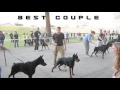 VIII Special Doberman Show Backa Palanka - Serbia