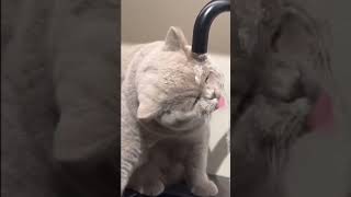 Download Lagu This cat want to drink water,.buat it's so hard #funny #cat #cats #funnycats MP3