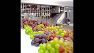 Behind the Scenes: Many Fruite Flavour  Custard Processing Factory Workflow