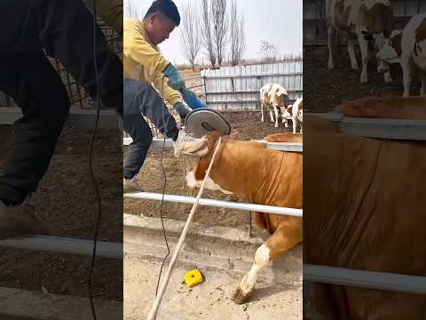 Dehorning Cattle On Farms Reduces Injuries Eases Management And Boosts Farm Efficiency 
