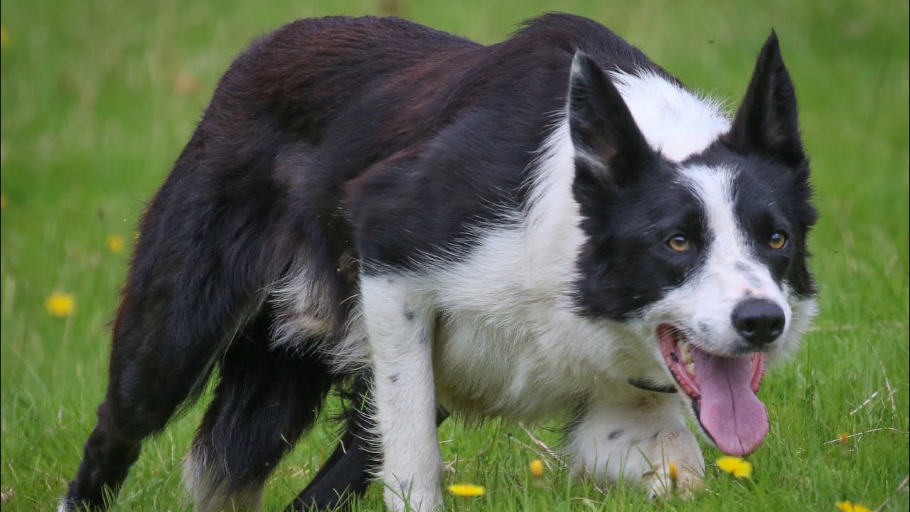 Cap 00/403718… Lot no 111 Dolgellau online sale 27th August (Mr.D.M.Howells 07956 409586)