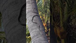 🐍😱Snake climbing a coconut tree#tamil#hardwork#coconut#snake#awareness#motivation