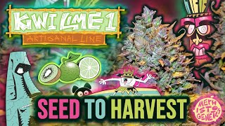 KIWI LIME 1 🥝🍋‍🟩 | Mephisto Genetics SEED to HARVEST Autoflower Grow