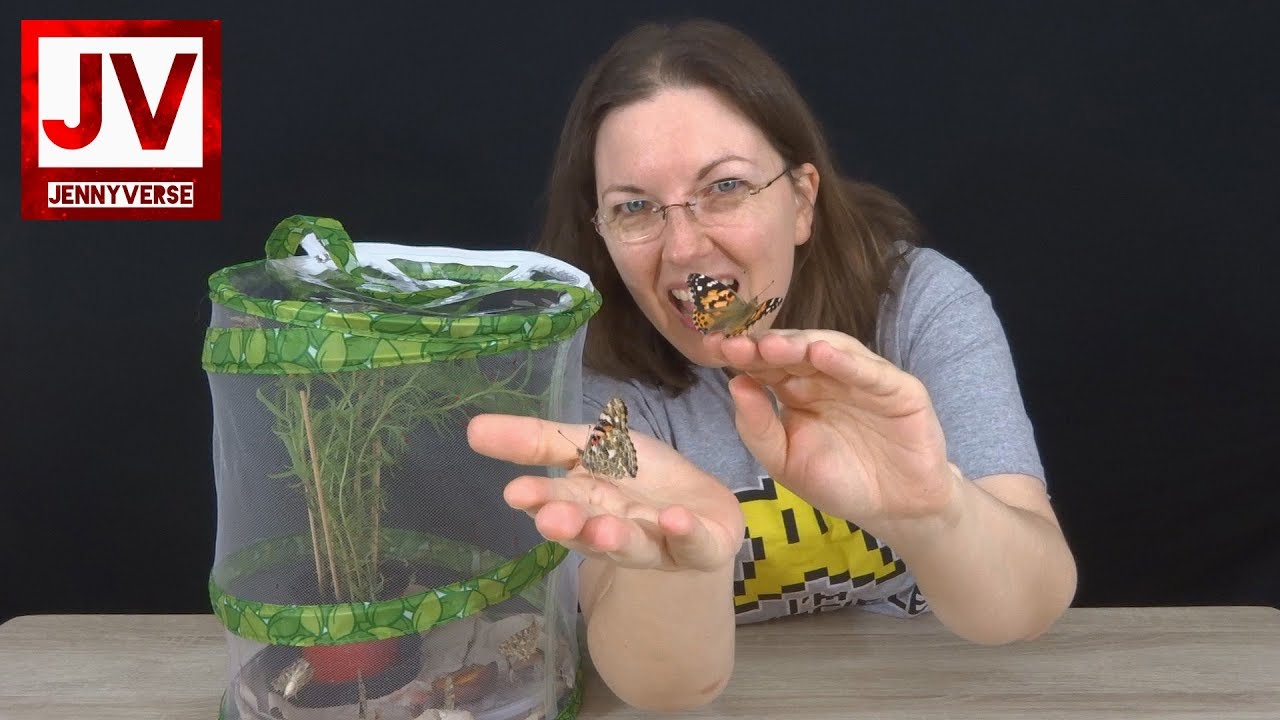 FLAPPING ABOUT! Insect Lore Butterfly Garden Kit Week 3 YouTube