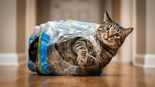 Funny And Unpredictable Cats Compilation 😻