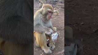 Monkey washing he’s food😍😂 #monkey #washington #shorts #animals