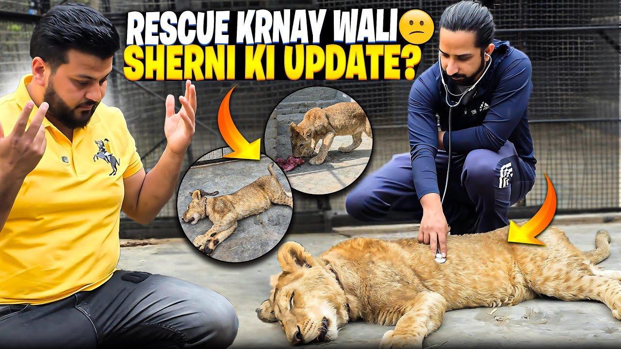 Rescue Honay Wali Sherni ab Kis Haal Me Hai 🤔 | Nouman Hassan