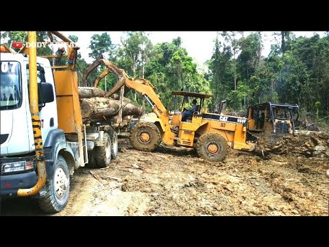  Truk  logging kalimantan timur muat  kayu  di TPN blok 