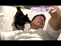 犬が苦手な芳賀セブンと豆柴のささみちゃんコラボだよ!!!