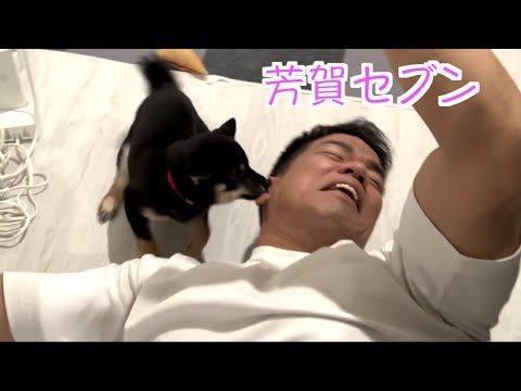 犬が苦手な芳賀セブンと豆柴のささみちゃんコラボだよ！！！