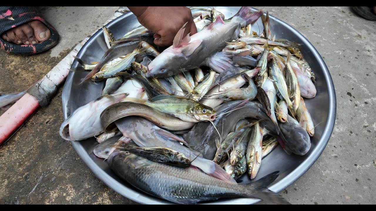 নদীতে জেলেরা এখন মাছের বদলে মনে হয় স্বর্ণ ধরে | Doyel Agro