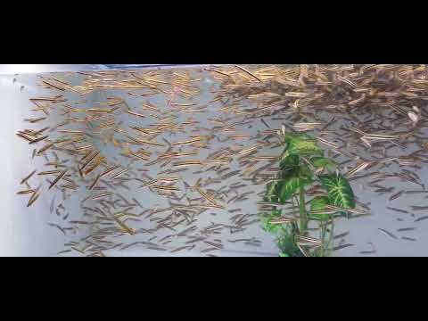 Video bán cá dầy giống. sđt 0896.888.367. ken Nhi. Biên Hòa. - youtube