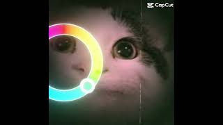 Color wheel #cat