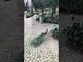 🌍Peacock’s in the middle of Istanbul #scenicjourney #travel #suscribe #worldtravel #world 🌍