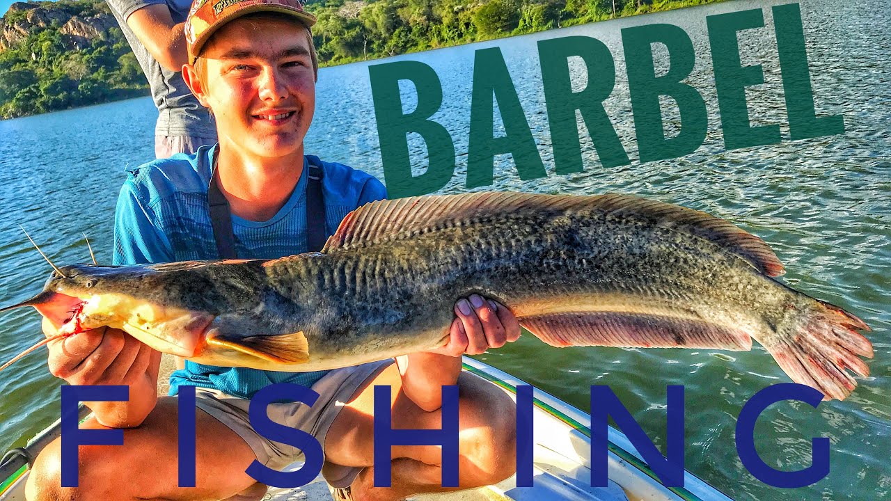 Catching Big Barbel (Sharptooth Catfish) in Zimbabwe YouTube