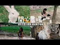 安妞的上海｜超多可愛動物的開心農場 超愜意南法莊園在崇明島 適合親子旅遊💚👒