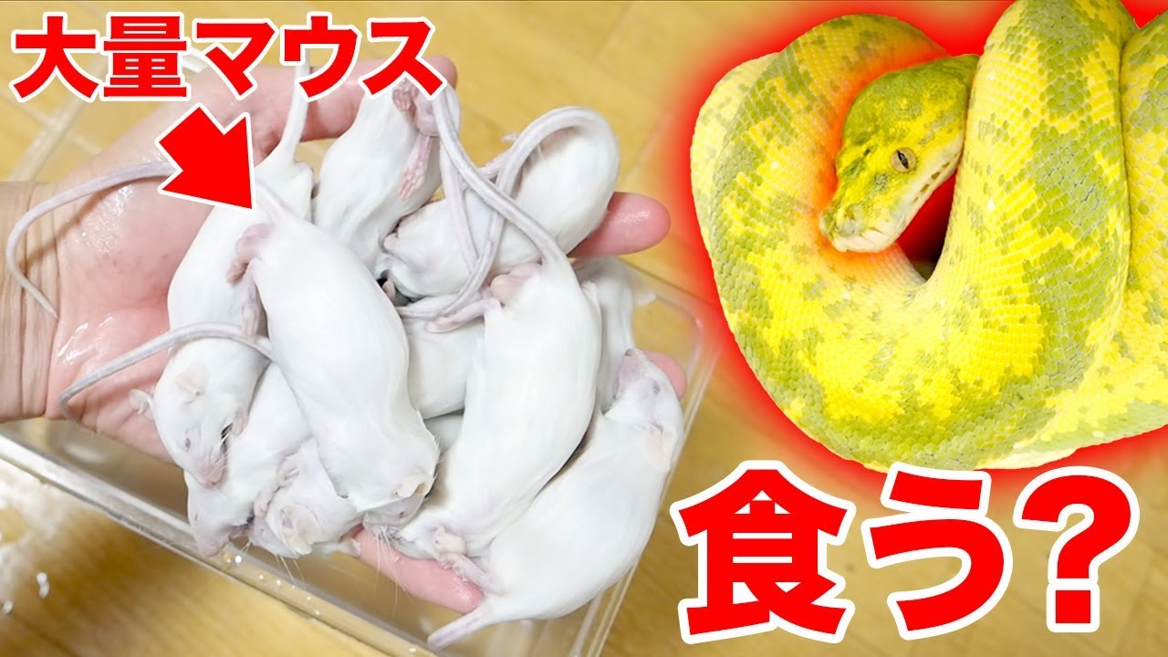 蛇の餌やり 大量のマウスを食べさせようとしたらまさかの Youtube