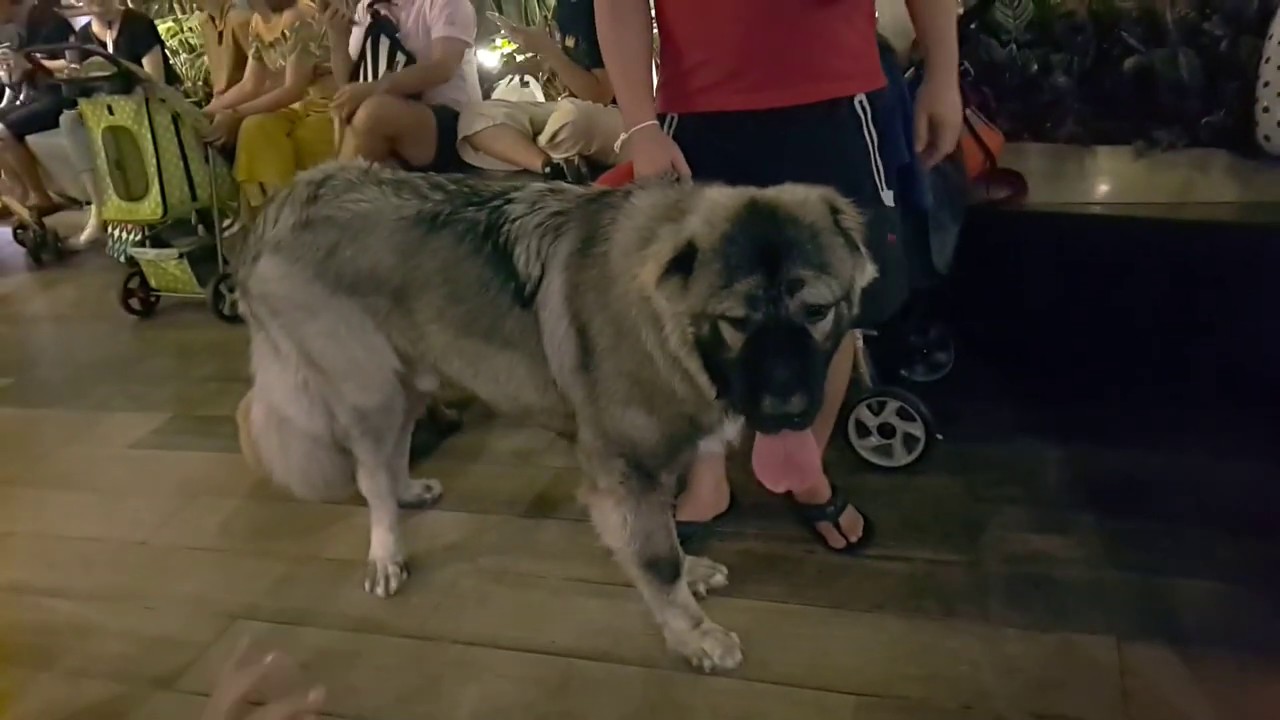 หมาหรือหมีสุนัขยักษ์คอเคเซียน เชพเพิร์ด เดินห้าง Central East Ville (Caucasian Shepherd)