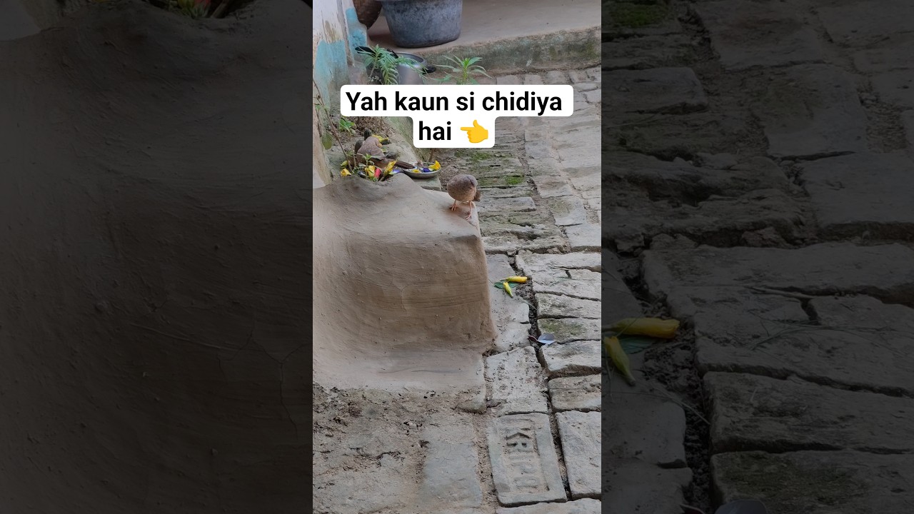 yah kaun si chidiya hai #hindisong #bollywood #movie #bollywoodsongs #trending #short #short