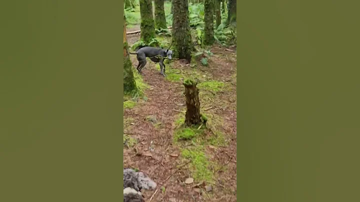 Arlos not sharing 🤣 #shorts #whippet