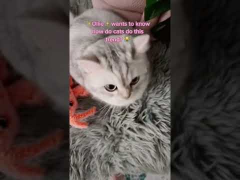 Ollie tries the