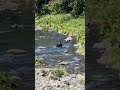 a wild bear in wild Hokkaido Japan #bear #japan #hokkaido