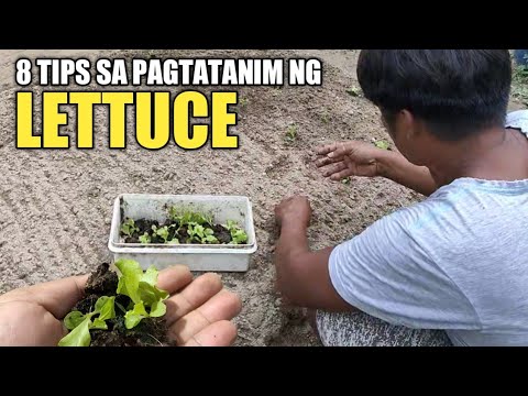 Video: Ano Ang Iceberg Lettuce – Mga Tip Para sa Pagtatanim ng Iceberg Lettuce Sa Hardin