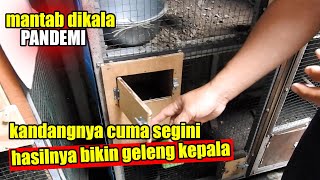 TERNAK MURAI MAHAL Cuma dikandang seukuran ini ?? sukses besar pula, wajib kita tiru nih..!!