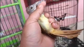 Rahasia Berapa Harga Ambil anakan Cucak Jenggot dr pengepul???