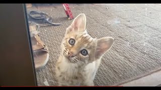 Bobcat Avery Visits With Kittens by Modest Maker 763 views 11 months ago 7 minutes, 37 seconds