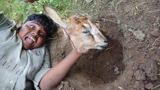 குழிக்குள் சுட்ட ஆட்டு தலை|Indo Chinese Goat Heat Roast| yummy and Tasty Recepie|Village Food Safari