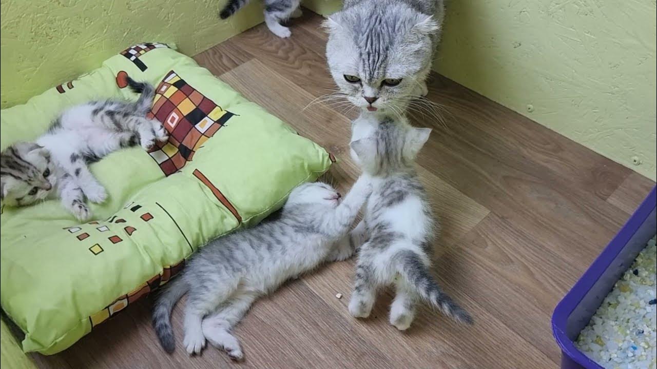 Котята зовут маму кошку слушать