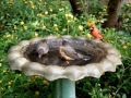 Robins and blue birds at bird bath 09 15 2013