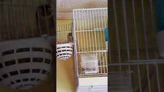 Goldfinch make nest with female of Canary  -الحسون screenshot 1