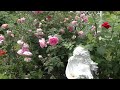 Розы  продолжают  цвести ... жара, ливни, июнь 2021