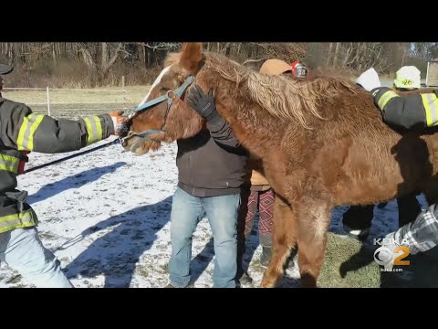 Fire Departments Rescue Fallen Horse