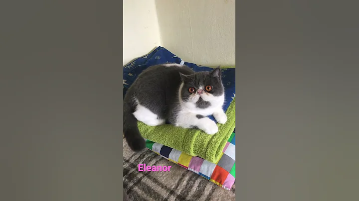 Watch the video about Exotic shorthair cat blue white