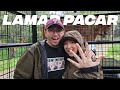 Lamar pacar di kandang singa