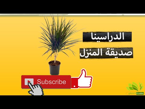 معلومات عن نبتة الدراسينا إكثارها رعايتها حاجاتها للضوء و الري و الحرارة و التسميد