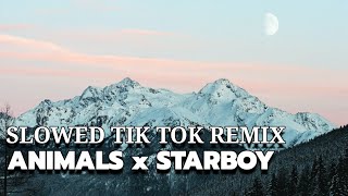 Animals x Starboy - Tommy Muzzic (Slowed Tik Tok Remix)