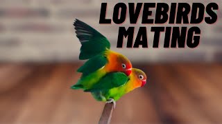 Lovebirds mating|| Lovebirds mating call.Lovebirds mating sounds